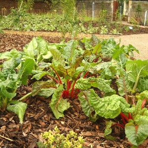 Close-up of Ruby Chard in the Edible Wood