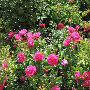 Close-up of Rosa ‘Pink Flower Carpet’ in the Edible Wood